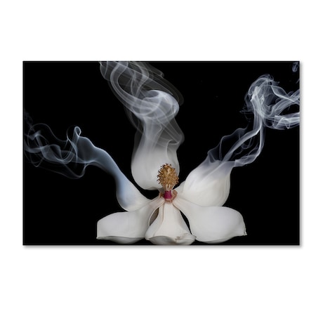 Lori Hutchison 'Smoking Magnolia' Canvas Art,30x47